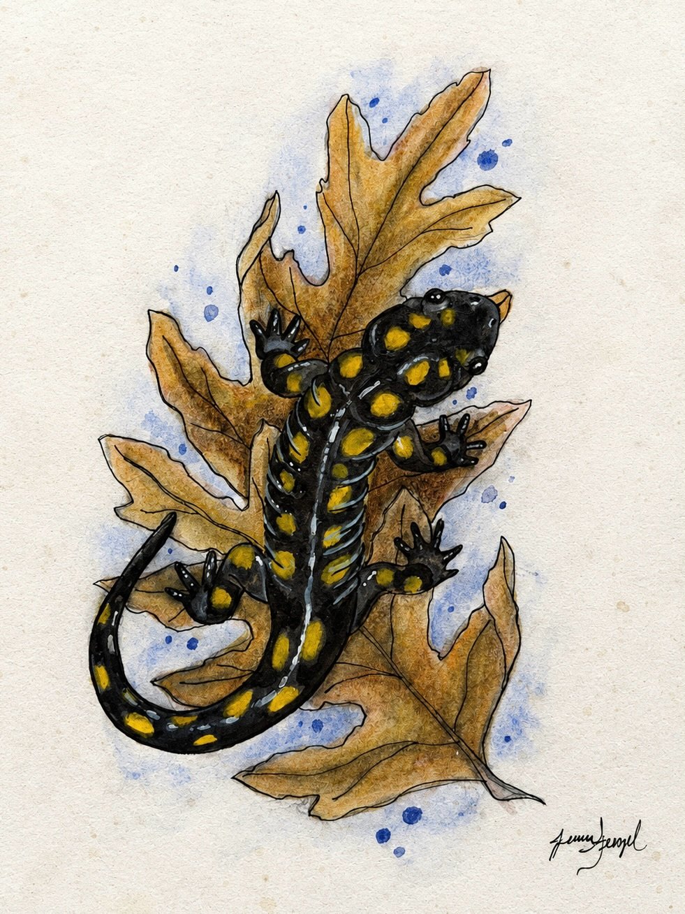 Watercolour and ink drawing of a black salamander with yellow spots curled on a dry oak leaf